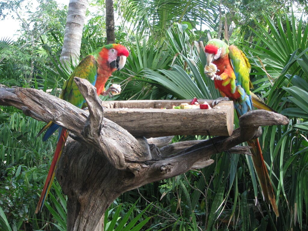 Mexican birds eating in Riviera Maya Xel ha provided by Krystal International Vacation Club