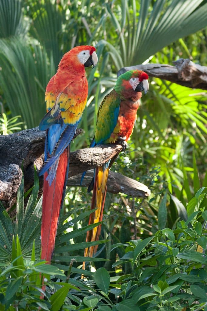 Krystal International Vacation Club Reviews Experience Parks Near Cancun 3